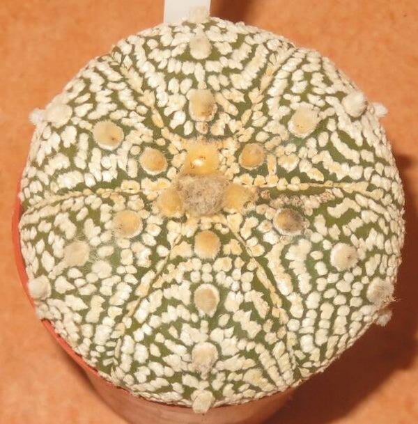Astrophytum asterias cv Superkabuto