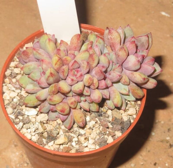 Echeveria subcorymbosa lau30