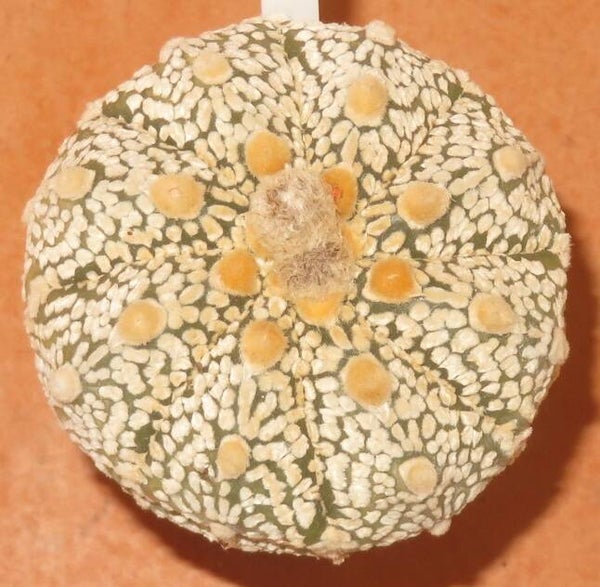 Astrophytum asterias cv Superkabuto