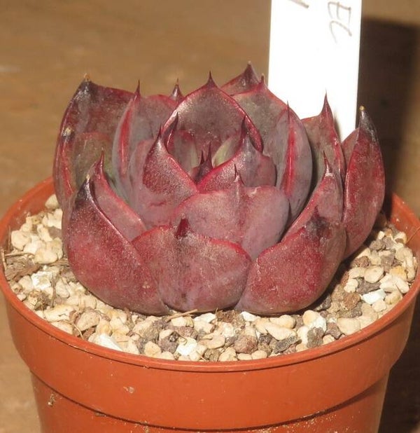 Echeveria cv Spicy New!!!