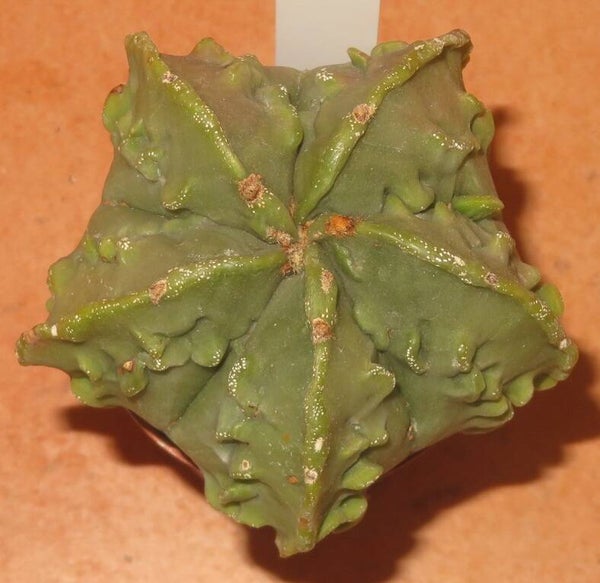 Astrophytum myriostigma f tricostatum