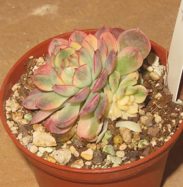 Echeveria cv Karin variegata