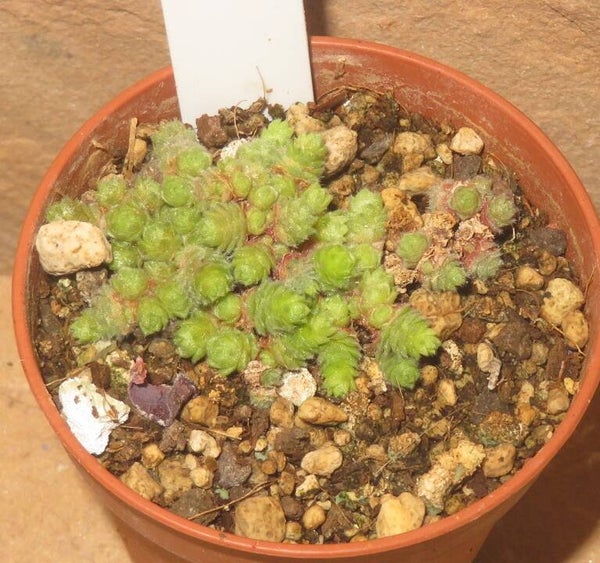 Sedum humifusum
