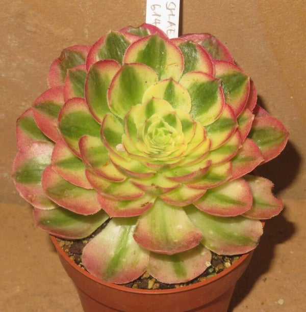 Aeonium cv Allure Fairy variegata