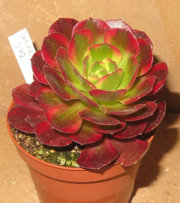 Aeonium cv Anna variegata