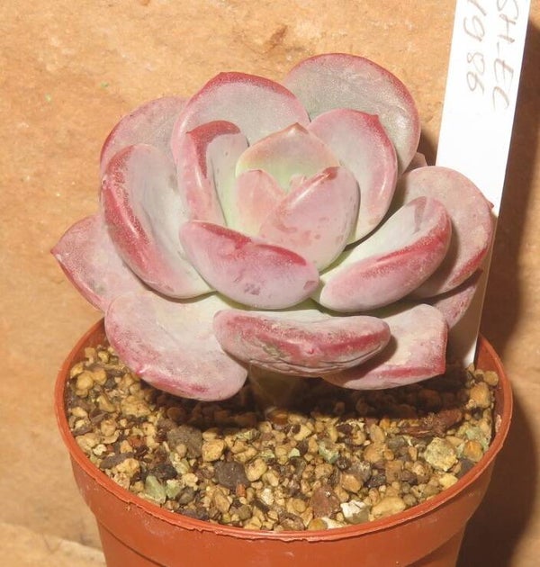 Echeveria cv Ice Cream