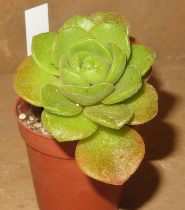 Aeonium cv Lily Pad
