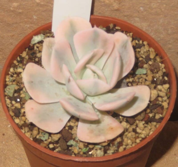 Echeveria runyonii 'AKAIHOSI' variegata