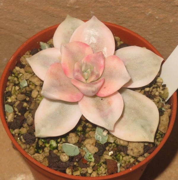 Graptopetalum cv Purple Delight variegata