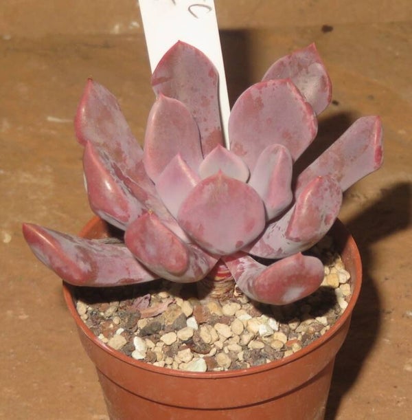 Echeveria cv Cupid