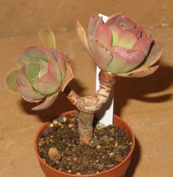 Aeonium davidbramwellii