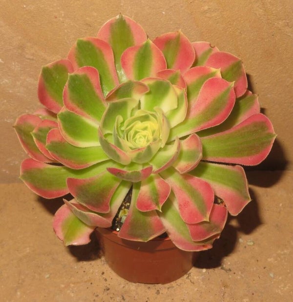 Aeonium cv Riverstone variegata