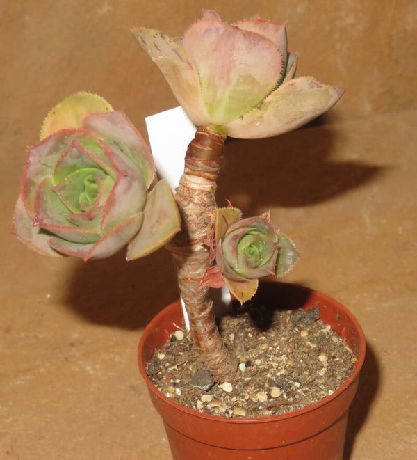 Aeonium davidbramwellii