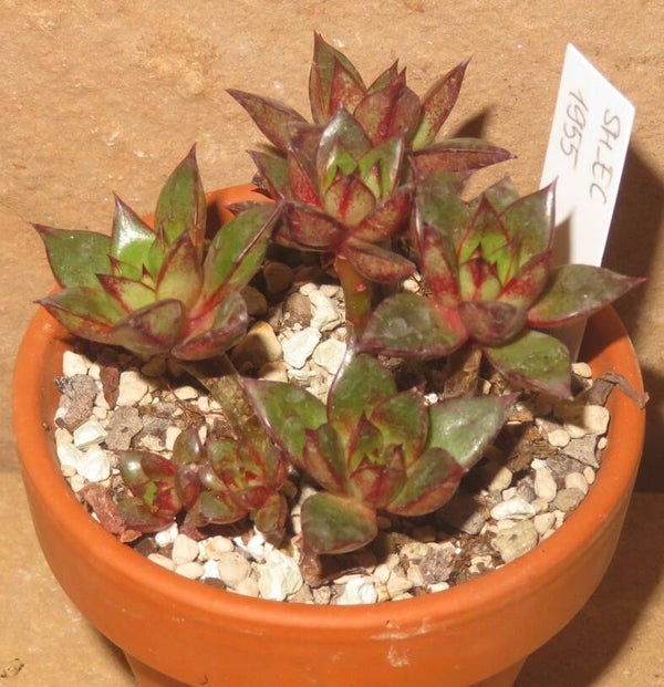 Echeveria cv SWEET KISS