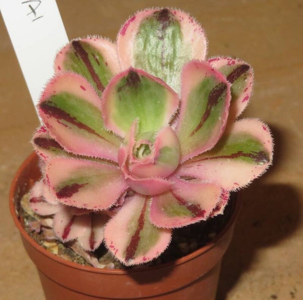 Aeonium marnier lapostolle variegata