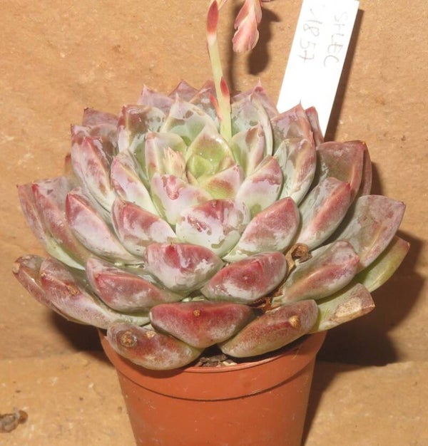 Echeveria cv Alba Beauty