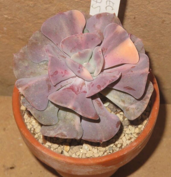 Echeveria cv Cubic Frost variegata