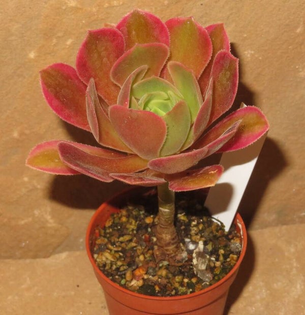 Aeonium cv Athena variegata