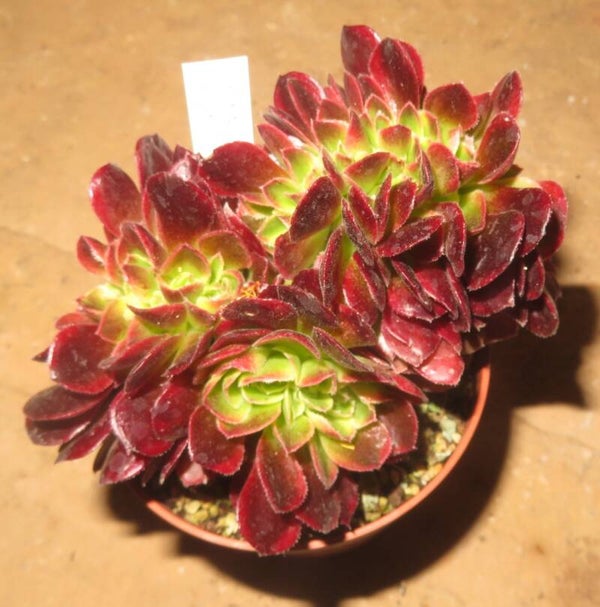 Aeonium cv Milky White cristata variegata