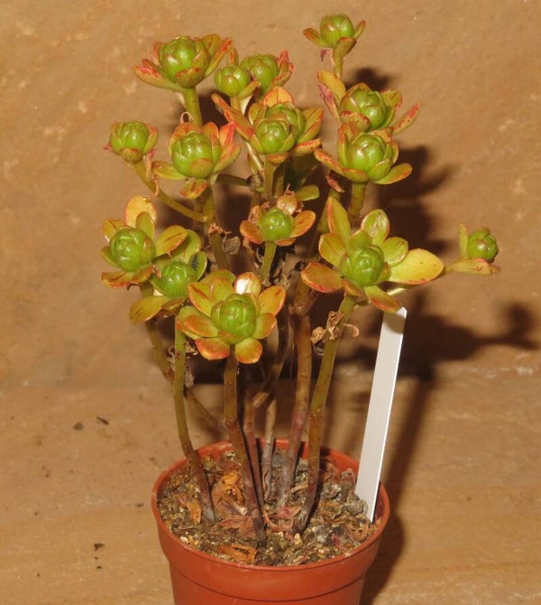 Aeonium arnoldii