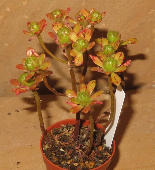 Aeonium arnoldii small tyb