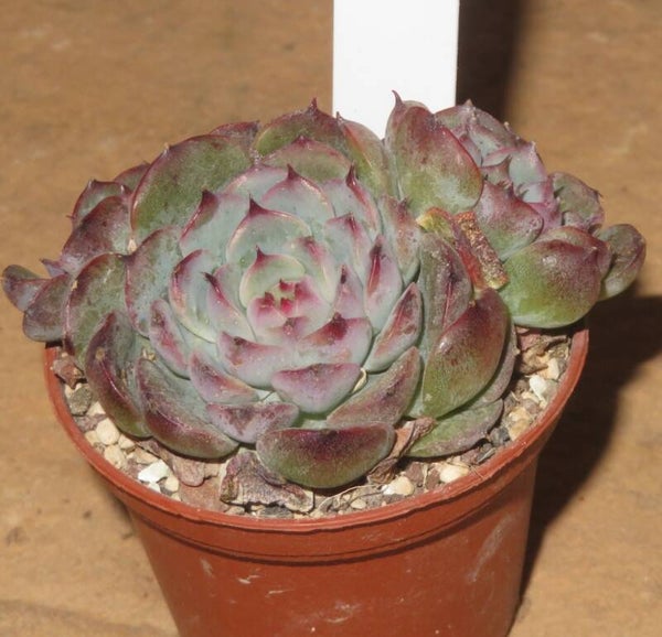 Echeveria cv Marcel