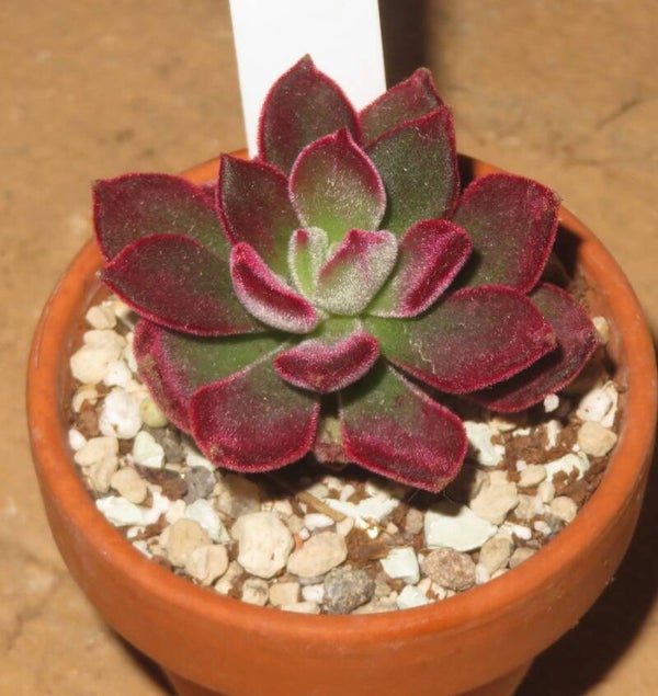 Echeveria pulvinata var. Rubra