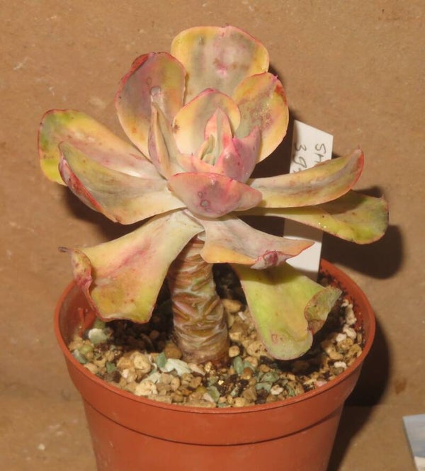 Echeveria cv Enfant variegata