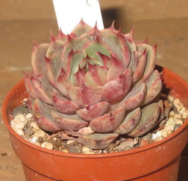 Echeveria cv Ben Badis