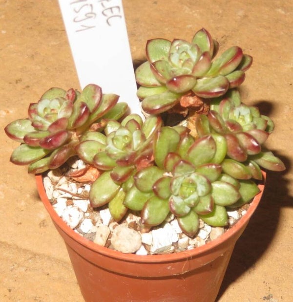 Graptoveria cv Flower Field New!!!