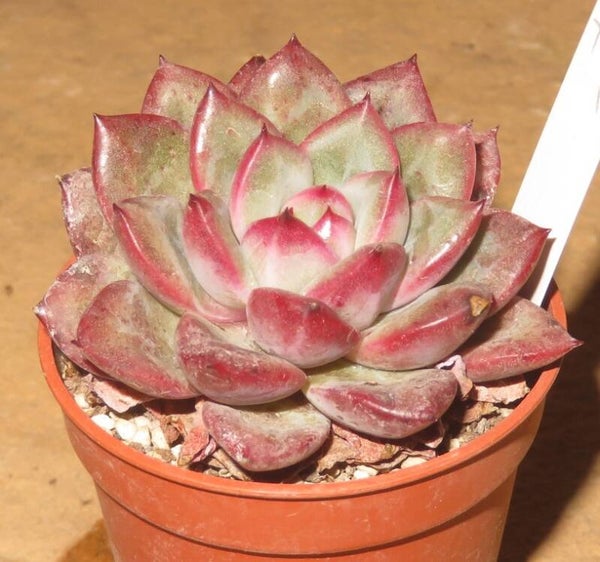 Echeveria cv Shiny Light New!!!