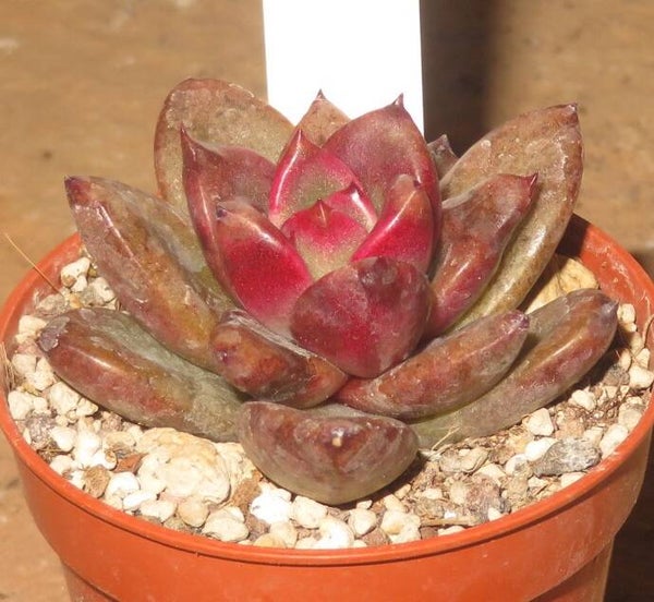 Echeveria cv Painted Rose
