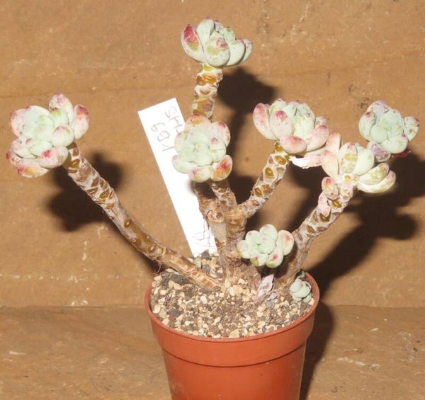 Sedum clavatum Alte Pflanze