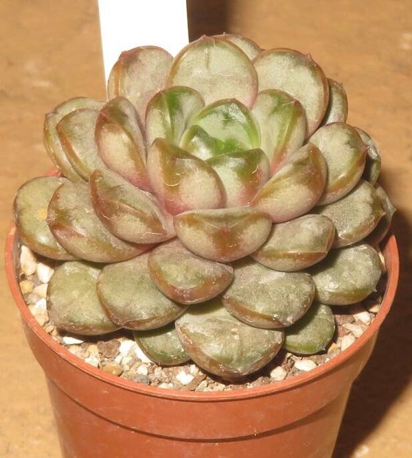 Graptoveria cv Amethorum