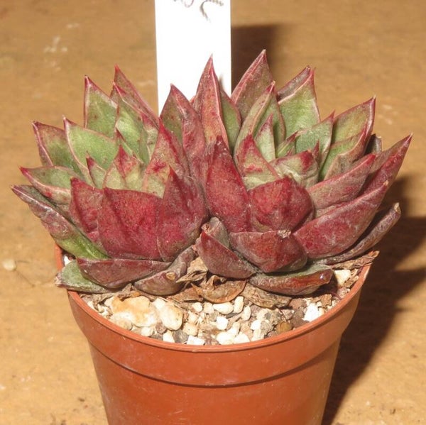 Echeveria cv Star Wars