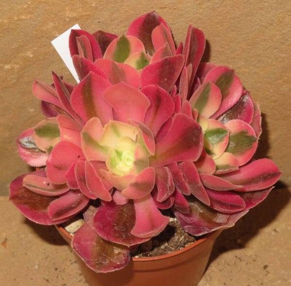 Aeonium cv Pink Witch variegata - 4 Köpfe