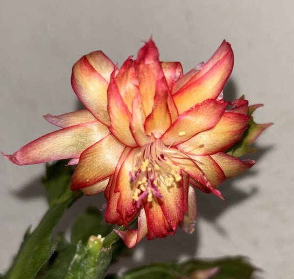 Schlumbergera cv AN067 Double Samba – Weihnachtskaktus Blattkaktus