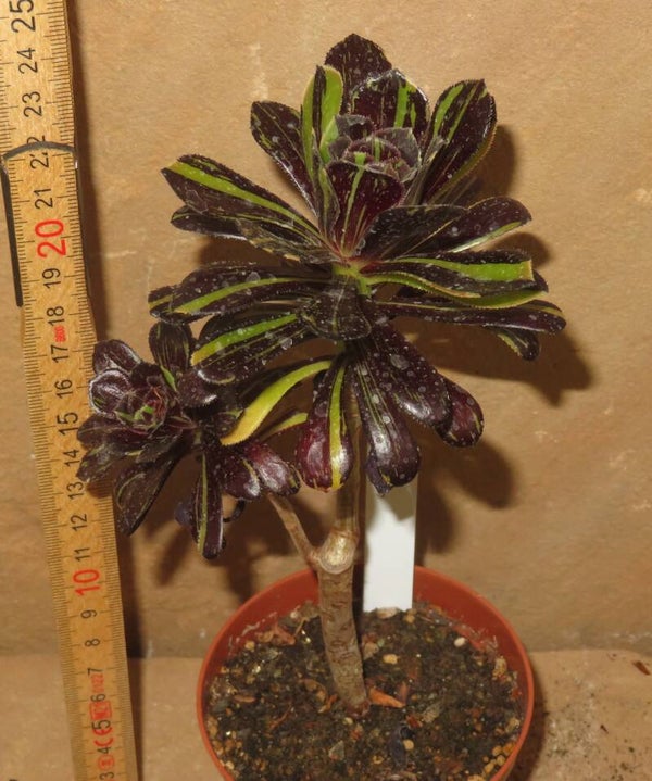 Aeonium arboreum cv Big Bang