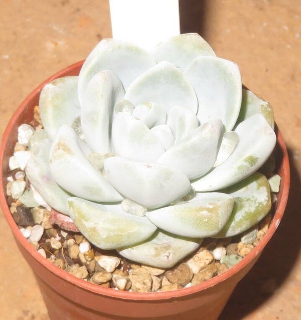 Echeveria cv Ice Green