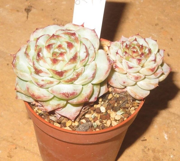 Echeveria cv Red Velvet