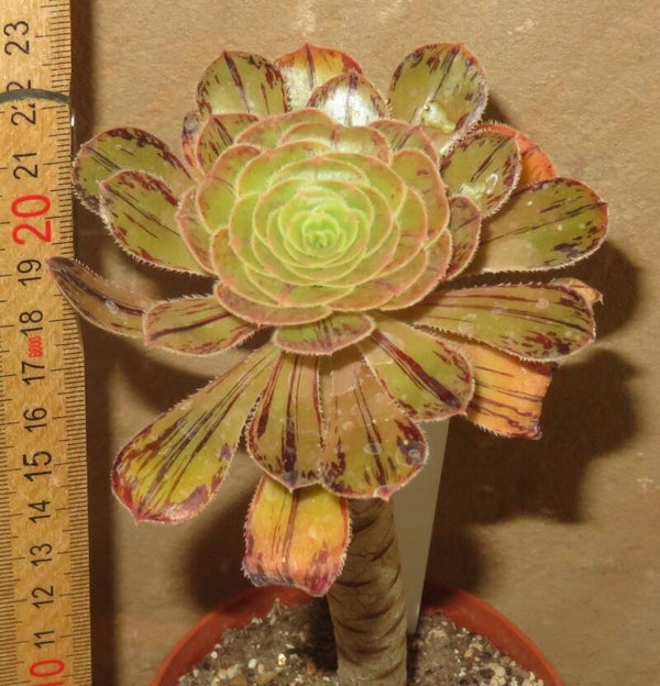 Aeonium arboreum rubrolineatum