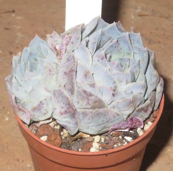 Echeveria halbingeri Joaquin, Sanchez- mejoradae