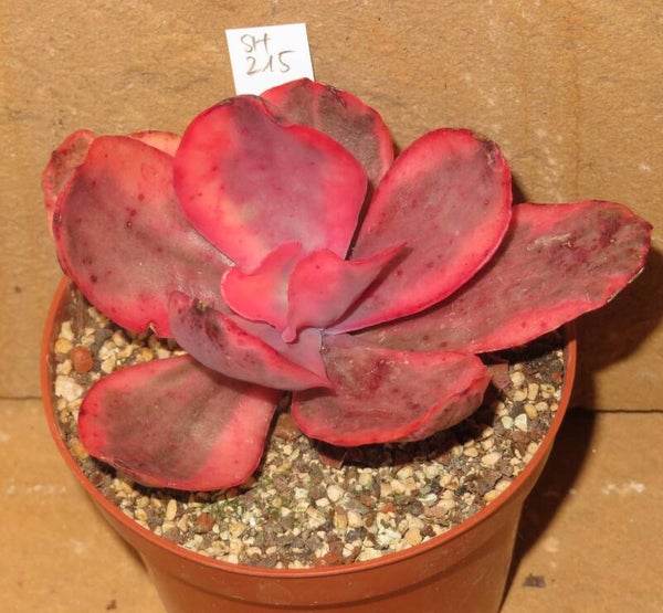 Echeveria cv ZORRO variegata