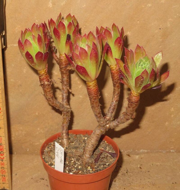 Aeonium simsii x Schwarzkopf cv Black Magic