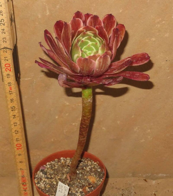 Aeonium cv Ink Painting variegata