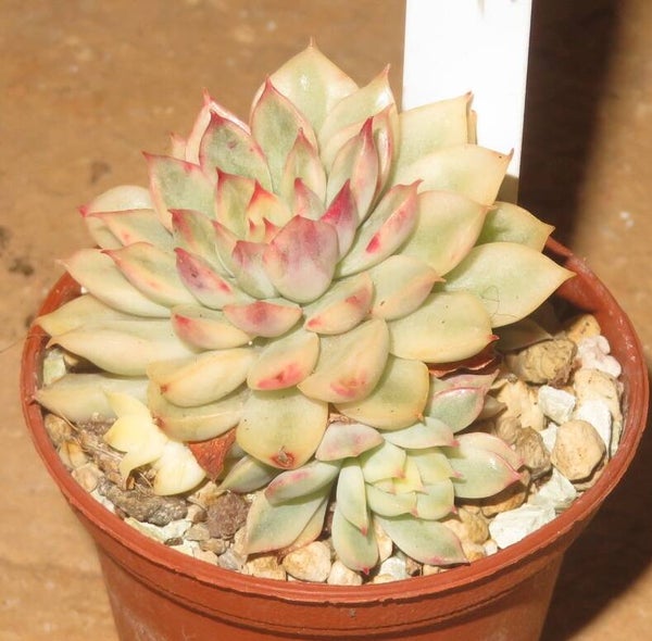Echeveria cv Mebina variegata