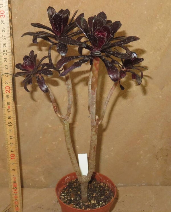 Aeonium arboreum 'Atropurpureum' SCHWARZKOPF