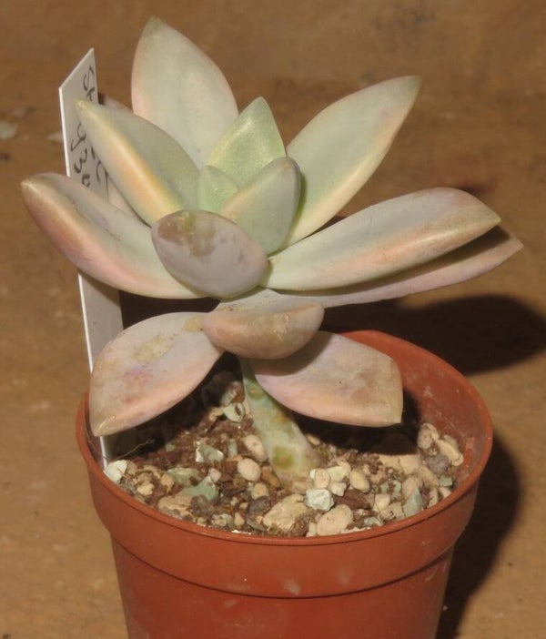 Graptopetalum paraguayense awayuki variegata