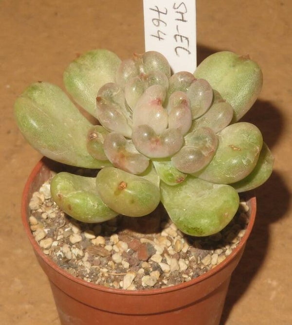 Echeveria cv Bill Gates