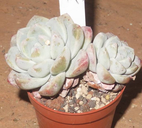 Echeveria cv Ice Green